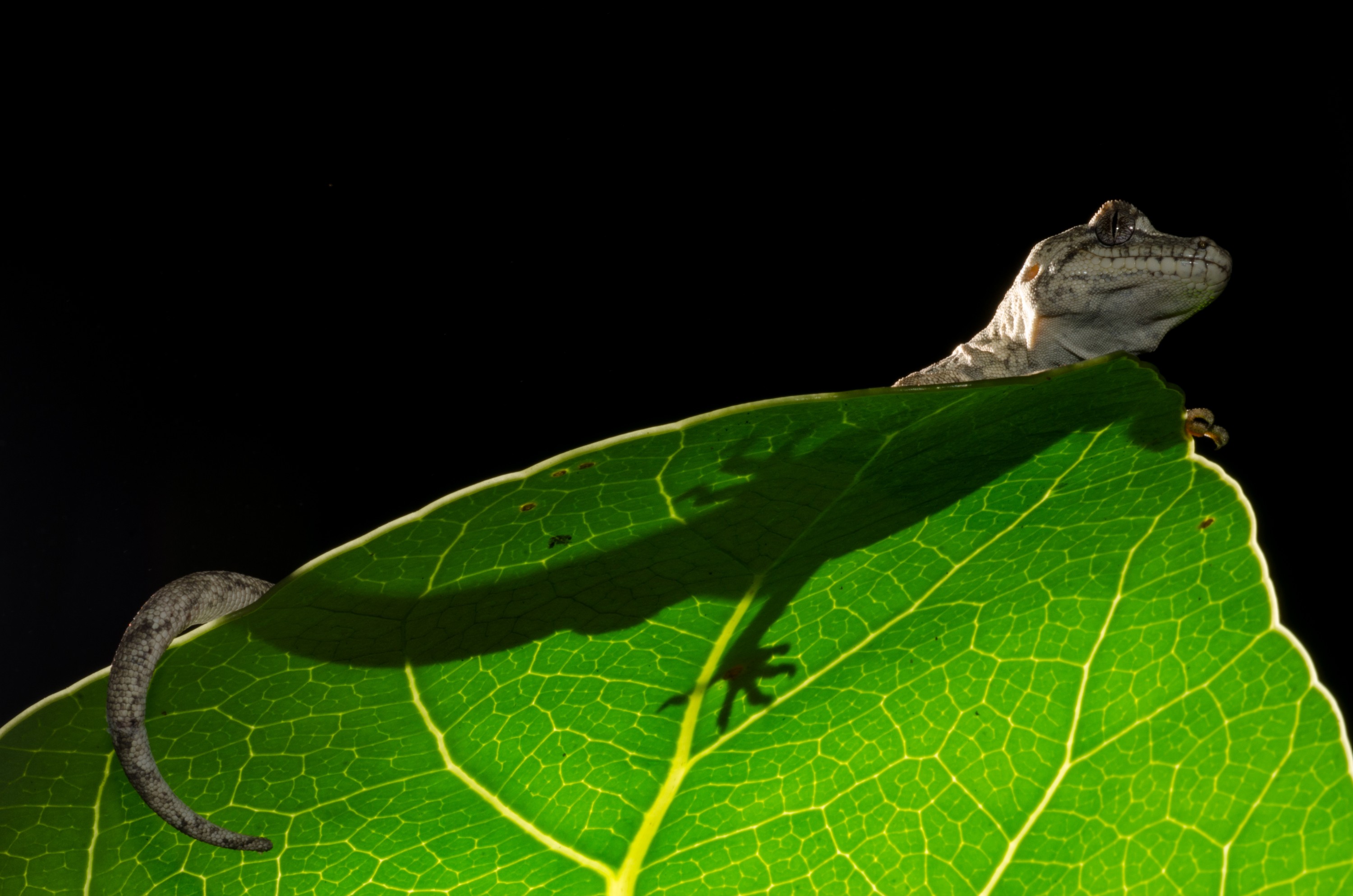 DSC_5264 – Forest, gecko, Hoplodactylus, granulatus, lizard, Crispin, reptiles, amphibians, rare, cold, blood, new, new zealand, zealand, nz